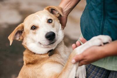犬が病院へ行くことに気づいたときにみせるサイン5つ　不安感を軽減させるために飼い主にできることまで
