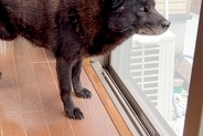 ママが里帰り中、寂しそうに窓の外を眺める犬→車で実家まで会いに行ったら…あまりに尊い『再会の光景』が40万再生「愛情深い」「グッときた」