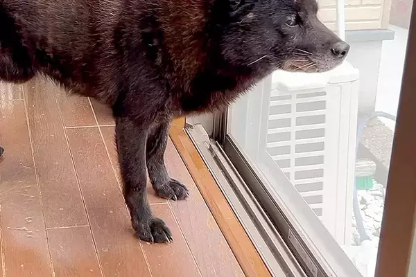 ママが里帰り中、寂しそうに窓の外を眺める犬→車で実家まで会いに行ったら…あまりに尊い『再会の光景』が40万再生「愛情深い」「グッときた」