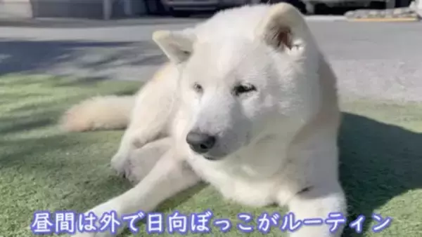 お母さんが『沖縄旅行』に行ったら、家に残された老犬が…寒い中でも『お外で待つ光景』が泣けると3万再生「恋する乙女」「忠犬ハチ公みたい」