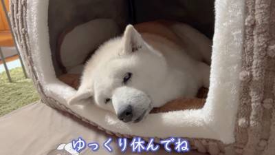 お母さんが『沖縄旅行』に行ったら、家に残された老犬が…寒い中でも『お外で待つ光景』が泣けると3万再生「恋する乙女」「忠犬ハチ公みたい」