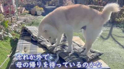 お母さんが『沖縄旅行』に行ったら、家に残された老犬が…寒い中でも『お外で待つ光景』が泣けると3万再生「恋する乙女」「忠犬ハチ公みたい」