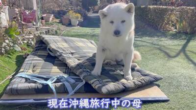 お母さんが『沖縄旅行』に行ったら、家に残された老犬が…寒い中でも『お外で待つ光景』が泣けると3万再生「恋する乙女」「忠犬ハチ公みたい」