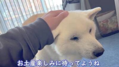 お母さんが『沖縄旅行』に行ったら、家に残された老犬が…寒い中でも『お外で待つ光景』が泣けると3万再生「恋する乙女」「忠犬ハチ公みたい」