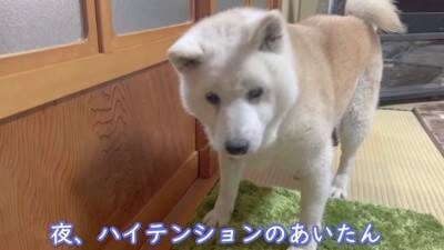 お母さんが『沖縄旅行』に行ったら、家に残された老犬が…寒い中でも『お外で待つ光景』が泣けると3万再生「恋する乙女」「忠犬ハチ公みたい」