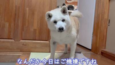 お母さんが『沖縄旅行』に行ったら、家に残された老犬が…寒い中でも『お外で待つ光景』が泣けると3万再生「恋する乙女」「忠犬ハチ公みたい」