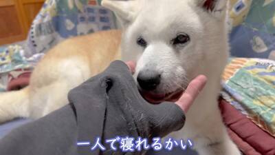 お母さんが『沖縄旅行』に行ったら、家に残された老犬が…寒い中でも『お外で待つ光景』が泣けると3万再生「恋する乙女」「忠犬ハチ公みたい」