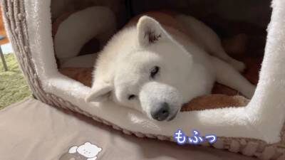 お母さんが『沖縄旅行』に行ったら、家に残された老犬が…寒い中でも『お外で待つ光景』が泣けると3万再生「恋する乙女」「忠犬ハチ公みたい」