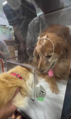 『余命1週間』末期ガンの犬が手術を乗り越えて…家族と過ごす『最期の時間』に涙が止まらないと60万再生「本当に尊い」「愛で溢れてる」