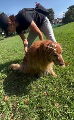 『余命1週間』末期ガンの犬が手術を乗り越えて…家族と過ごす『最期の時間』に涙が止まらないと60万再生「本当に尊い」「愛で溢れてる」