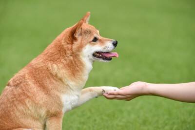 犬が反応しやすい『ワード』4選　愛犬は飼い主の言葉を理解しているの？ポジティブな意味で記憶させる方法とは