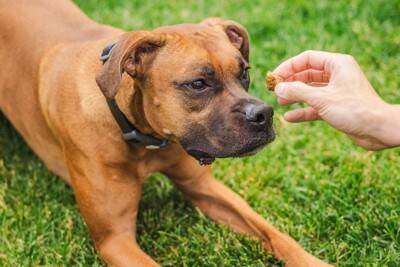 犬が反応しやすい『ワード』4選　愛犬は飼い主の言葉を理解しているの？ポジティブな意味で記憶させる方法とは