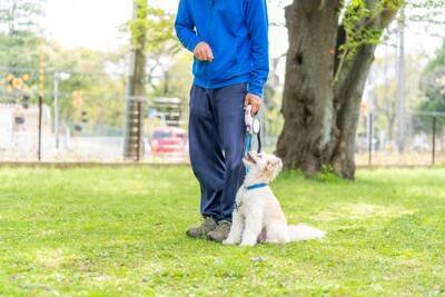 犬が反応しやすい『ワード』4選　愛犬は飼い主の言葉を理解しているの？ポジティブな意味で記憶させる方法とは