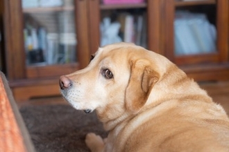 『冷静沈着な犬』の特徴4選　おとなしいワンコの共通点やお世話のポイントまで解説