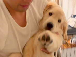 寝る時間になってもベッドに行かない大型犬→お父さんに『強制連行』されて…甘えん坊な『就寝前の光景』が67万再生「可愛すぎ」「赤ちゃんｗ」