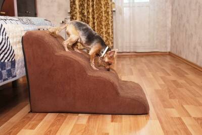 シニア犬に長生きしてもらうコツとは？健康寿命を延ばすためにすべきことや注意点まで