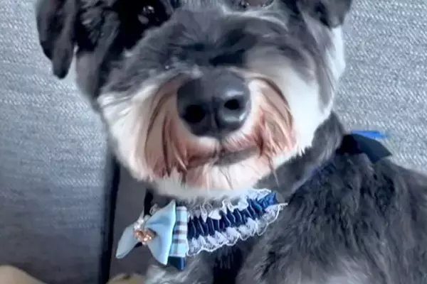 おじいちゃんに『犬のトリミング』をお願いした結果…想定外な『まさかの光景』に爆笑「どんな注文の仕方したんだろうｗｗｗ」「満足げに見える」