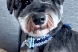 おじいちゃんに『犬のトリミング』をお願いした結果…想定外な『まさかの光景』に爆笑「どんな注文の仕方したんだろうｗｗｗ」「満足げに見える」