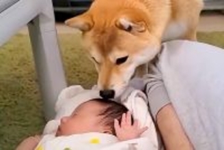 赤ちゃんと一緒に転がる犬→なぜかクンクンと嗅ぎ続けて…家族でも気づかなかった『異変』が202万再生「最高のベビーシッター」「頼もしい」