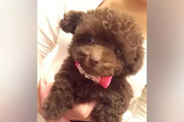 『まるでぬいぐるみのようだった子犬が…』10年後→まさかのビフォーアフターに9万いいね集まる「ダンブルドアで草」「10年の愛詰まってる」