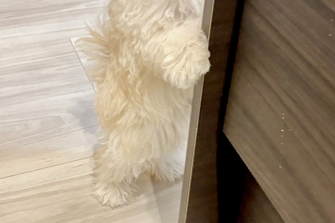 知人に犬を見せたら『自分のことを人間だと思っている』と言われ…思わず納得する『まさかの光景』が141万表示「間違いない」「ぬいぐるみ？」