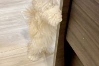 知人に犬を見せたら『自分のことを人間だと思っている』と言われ…思わず納得する『まさかの光景』が141万表示「間違いない」「ぬいぐるみ？」