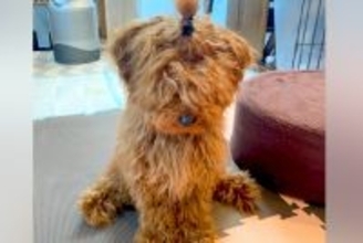 ボサボサに毛が伸びた犬を『初めてトリミングした』結果→同じ犬とは思えない『まさかの大変身』が10万再生「おめめ可愛すぎる」「笑顔が最高」