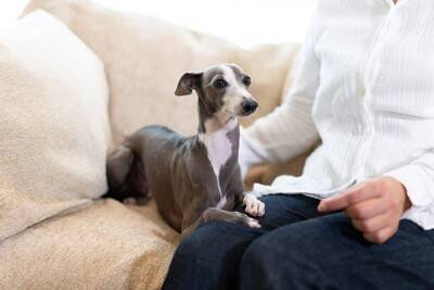 犬が安心する『飼い主の身体の場所』4選　愛犬が寄り添ってきたときに飼い主がすべき対応まで