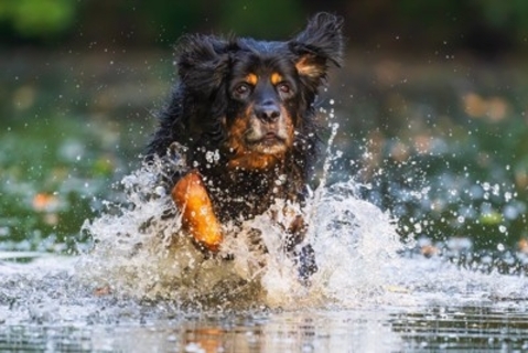 重症化した場合の死亡率は50%も…犬の『熱中症』のサインとは？特に『リスクが高い犬種』や正しい応急処置【獣医師執筆】