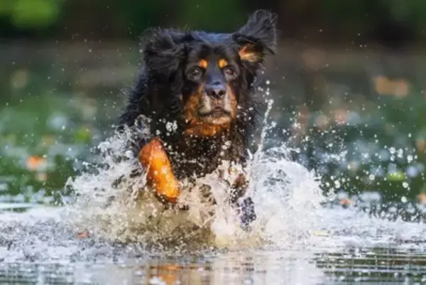 重症化した場合の死亡率は50%も…犬の『熱中症』のサインとは？特に『リスクが高い犬種』や正しい応急処置【獣医師執筆】