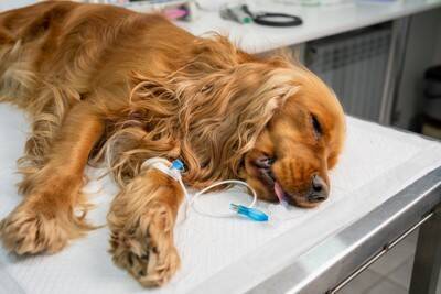 重症化した場合の死亡率は50%も…犬の『熱中症』のサインとは？特に『リスクが高い犬種』や正しい応急処置【獣医師執筆】