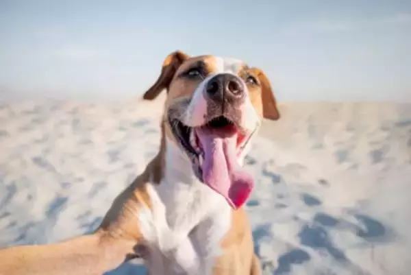 犬に絶対やってはいけない『熱中症対策』5選　逆効果となるNG行為や適切な予防法まで