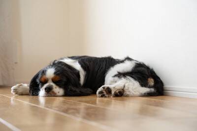 夏に犬の『食欲が落ちてしまう』3つの理由　ワンコも夏バテするの？ご飯を食べてもらうためにできることまで