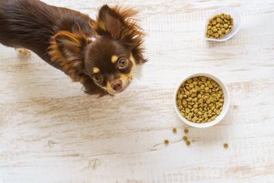 犬が『餓死寸前』になっているサイン5選　深刻な状態のときに表れる体の変化とは？