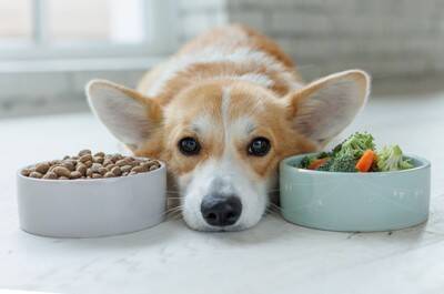 犬が『餓死寸前』になっているサイン5選　深刻な状態のときに表れる体の変化とは？
