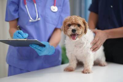 犬が『餓死寸前』になっているサイン5選　深刻な状態のときに表れる体の変化とは？