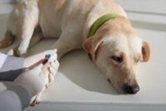 犬が『貧血』になっているときの４つのサイン…見極めるべき症状や飼い主にできることとは？