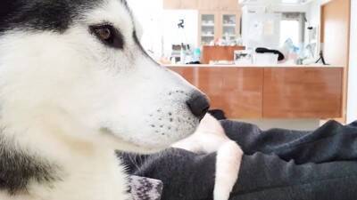 急遽、子猫が初めての病院へ→心配した大型犬が…まさかの『そばを離れない光景』が泣けてくると66万再生「優しすぎる」「お利口さん」と感動