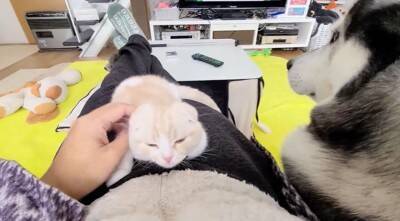 急遽、子猫が初めての病院へ→心配した大型犬が…まさかの『そばを離れない光景』が泣けてくると66万再生「優しすぎる」「お利口さん」と感動