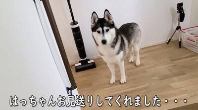 急遽、子猫が初めての病院へ→心配した大型犬が…まさかの『そばを離れない光景』が泣けてくると66万再生「優しすぎる」「お利口さん」と感動