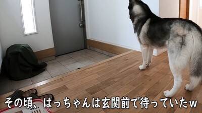 急遽、子猫が初めての病院へ→心配した大型犬が…まさかの『そばを離れない光景』が泣けてくると66万再生「優しすぎる」「お利口さん」と感動