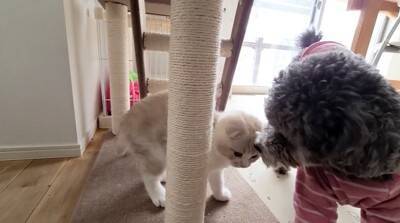 急遽、子猫が初めての病院へ→心配した大型犬が…まさかの『そばを離れない光景』が泣けてくると66万再生「優しすぎる」「お利口さん」と感動