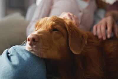 犬が『飼い主にあご乗せ』する心理5選　どんなときにくっついてくるの？可愛い行動に隠された意味まで