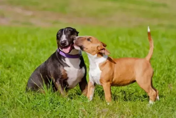 犬が他の犬を舐める『5つの心理』放っておいて大丈夫？しつこくペロペロしているときの対応まで