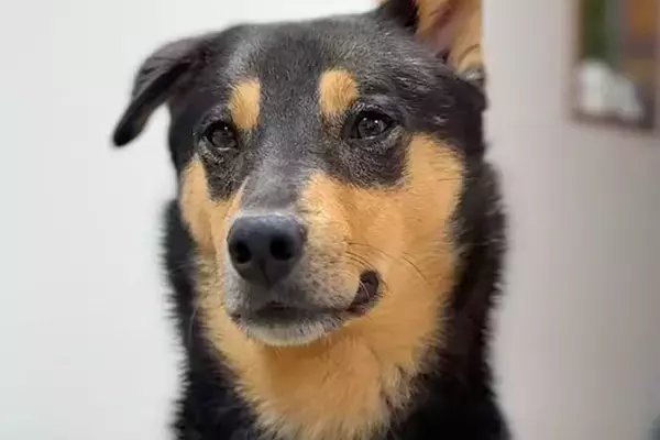 シェパードのような『雑種の元野犬』→試しに『犬種鑑定』してみたら…あまりに意外な結果が35万再生「聞いたことない犬種」「うちも調べたい」