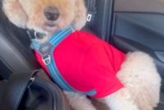 ドッグランでクタクタに疲れた大型犬→車で帰ろうとしたら…助手席で見せた『衝撃の表情』が50万再生「コーヒー吹いた」「頑張ってて可愛いｗ」