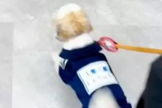 SNSで犬を投稿していたら、まさかの『初めてトリミングをしてくれたお姉さん』から連絡がきて…『感動の再会』に反響「涙出た」「素敵な話」