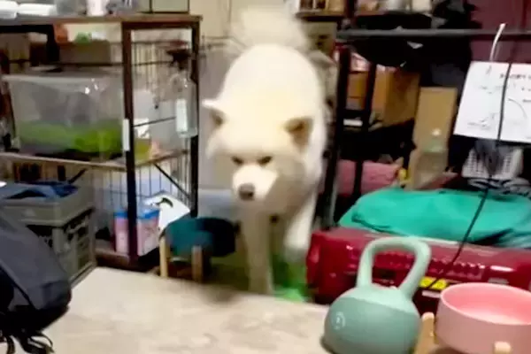 トイレができた秋田犬を『スゴイ！』とみんなで褒めちぎった結果→思わず吹く『シュール過ぎる光景』が132万再生「ゴールパフォーマンスで草」