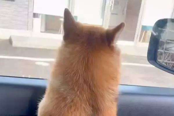 『病院いくよ』お出かけできると勘違いしている犬→車で病院についた瞬間…『文句を言いまくる光景』が10万再生「落差がｗｗ」「頑張った」