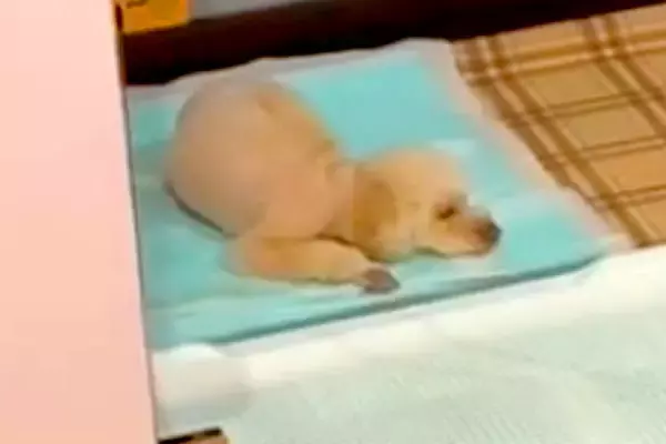トイレの上で寝てしまう犬→やめさせるために『もう1匹の犬と寝ること』を教えた結果…『衝撃の光景』が63万再生「ドヤ顔ｗ」「なんてこった」